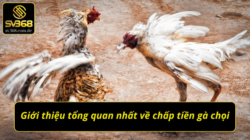 Những thông tin khái quát về cách chấp tiền gà chọi