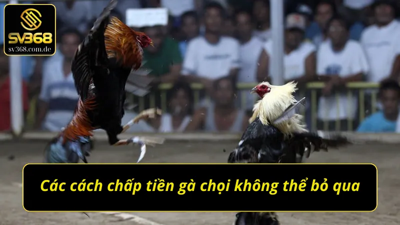 Những cách chấp tiền gà chọi hấp dẫn không thể bỏ qua
