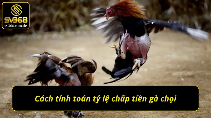 Cách chấp tiền gà chọi bằng những phương pháp tính toán tỉ mỉ