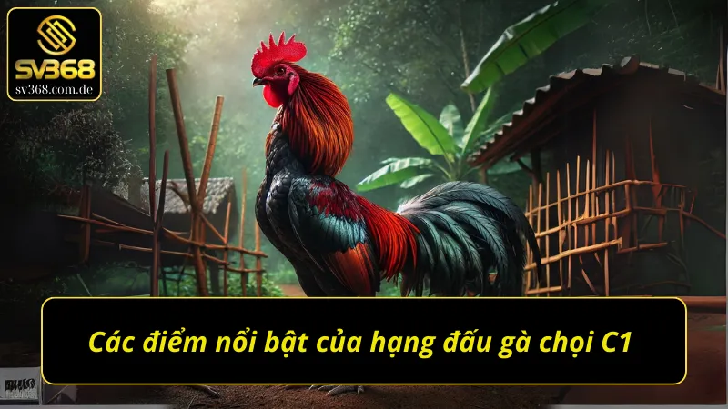 Những điểm độc đáo của giải gà chọi C1 đỉnh cao 
